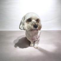 A small white and tan dog with a fresh groom, standing on a studio backdrop