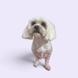 A small white fluffy dog after a groom, on a soft lilac backdrop