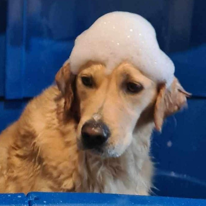 A golden retriever mid-bath wearing a crown of shampoo bubbles