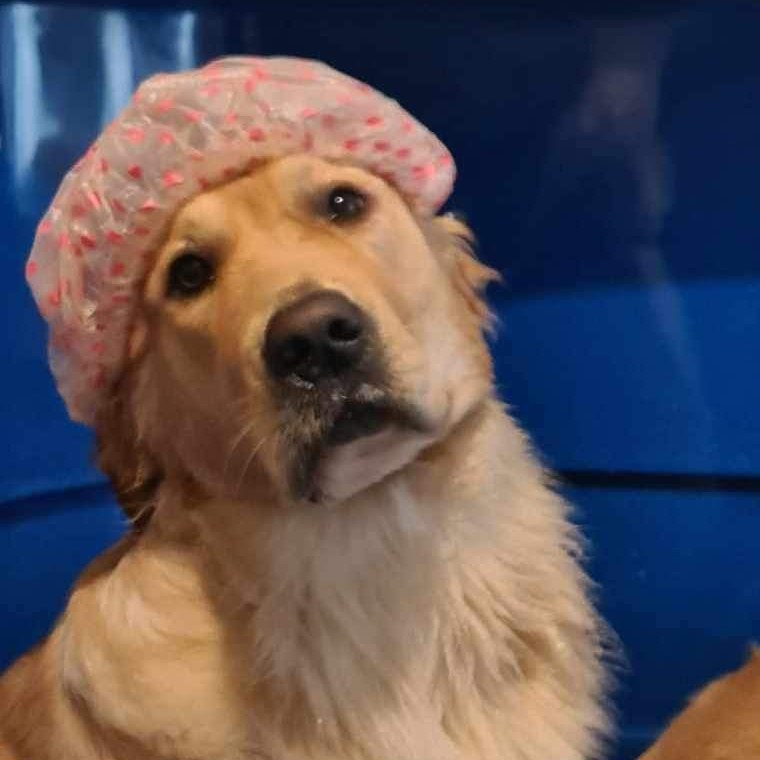 A golden retriever in a pink polka dot shower cap looking up from the bath